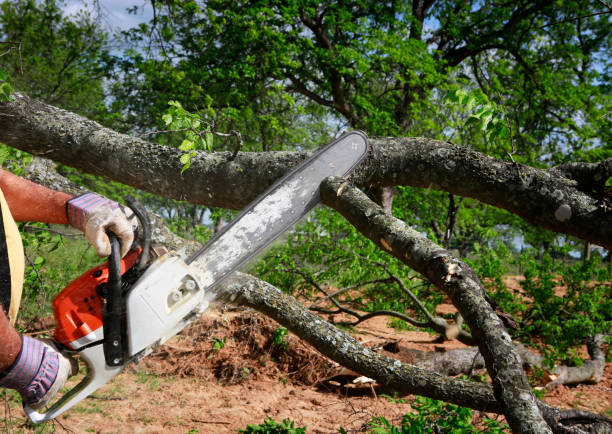 Best Tree Health Inspection  in Little Rock, AR